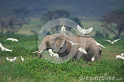 ELEPHANT D`AFRIQUE loxodonta africana Stock Photo