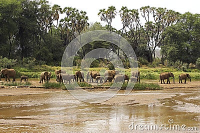 ELEPHANT D`AFRIQUE loxodonta africana Stock Photo