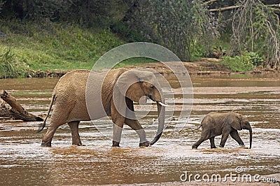 ELEPHANT D`AFRIQUE loxodonta africana Stock Photo