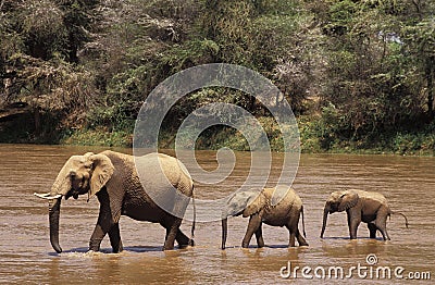 ELEPHANT D`AFRIQUE loxodonta africana Stock Photo