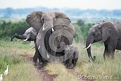 ELEPHANT D`AFRIQUE loxodonta africana Stock Photo