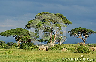 ELEPHANT D`AFRIQUE loxodonta africana Stock Photo