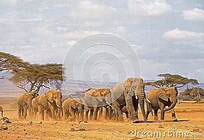 ELEPHANT D`AFRIQUE loxodonta africana Stock Photo