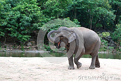 Elephant dance Stock Photo