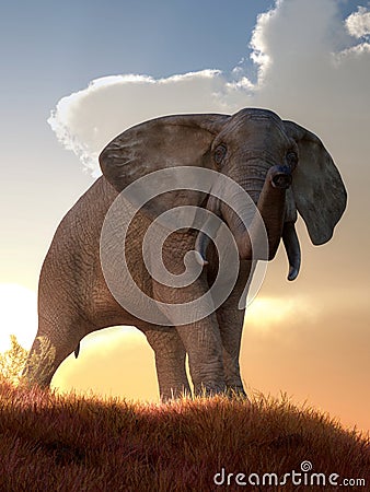 Elephant at Dawn Stock Photo