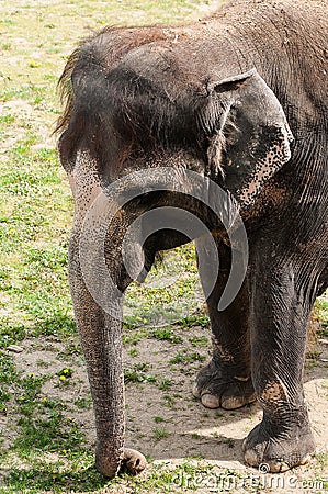 Elephant - detail Stock Photo