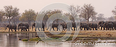 Elephant Drinking time Stock Photo