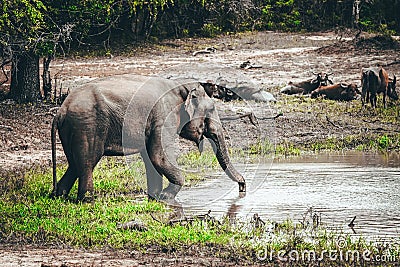 Elephant drinking water print quality high resolution photo with white frame. Stock Photo