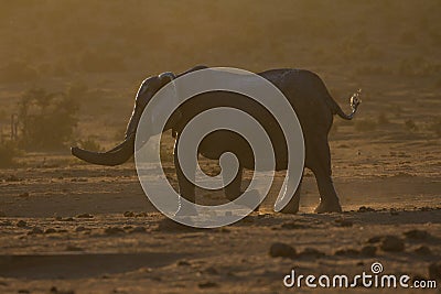 Elephant at dusk in African bush Stock Photo