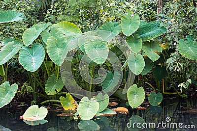 Elephant ear is denser tree By swamp forest Stock Photo
