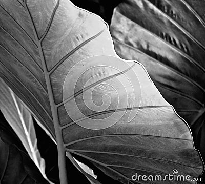 Elephant Ear leaves Taro Colocasia Esculenta black & white / detail Stock Photo