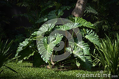 Elephant Ear Plant featured in dense garden. Stock Photo