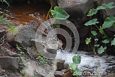 Elephant ear plants at a Man made waterfall at the `Old Mill` in Little Rock Arkansas Stock Photo