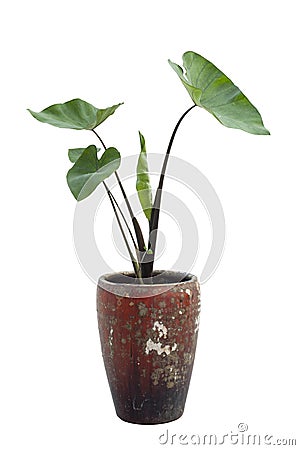 Elephant Ear taro plants in pot isolated on white background. Stock Photo