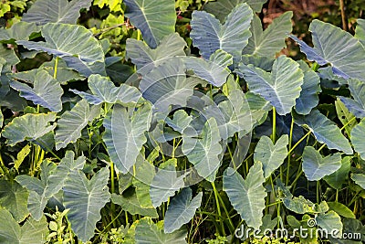 Elephant Ears, Green Taro Plant Background Stock Photo