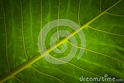 Elephant ears leaf close-up picture, Colocasia leaves Stock Photo