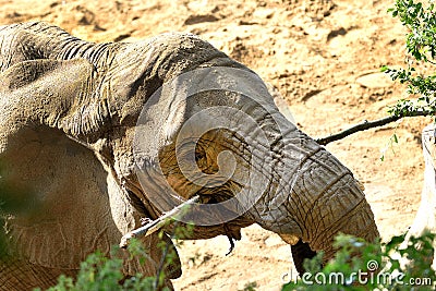 Elephant eat green tree branch, detail of head, dusty ground. Stock Photo