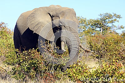 An elephant eating Stock Photo