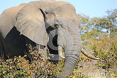 An elephant eating Stock Photo