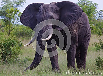 Elephant eating Stock Photo