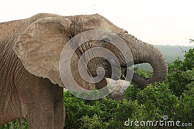 Elephant Eating Stock Photo