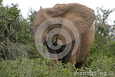 Elephant eating Stock Photo