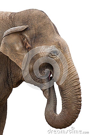 Elephant eating isolated Stock Photo