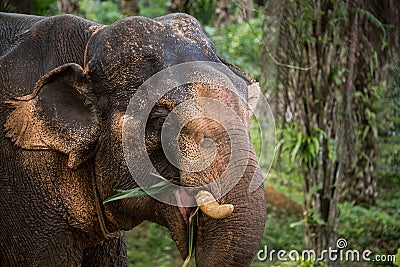 Elephant eating in the Jungle. Thailand, South East Asia. Stock Photo