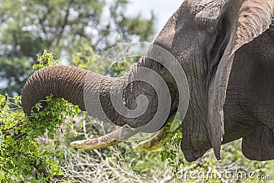 Elephant eating leaves in Kruger Park Stock Photo