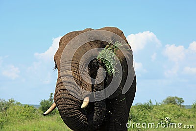 Elephant eating lunch Stock Photo