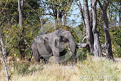 Elephant eating Stock Photo