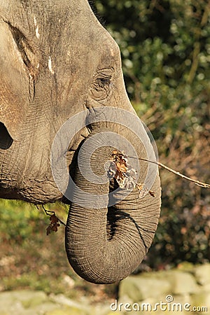 Elephant eating a twig Stock Photo