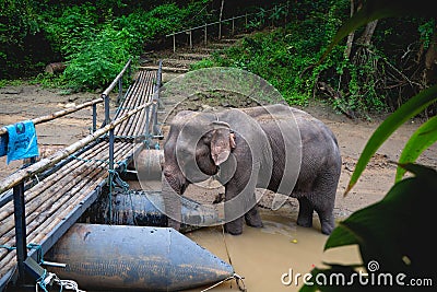 An elephant eating water near the bridge used to cross to the raft Stock Photo