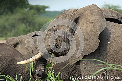 An elephant eats grass in the Queen Elizabeth National Park in Uganda Stock Photo