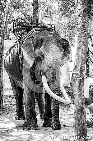 An elephant at an Elephant park Stock Photo