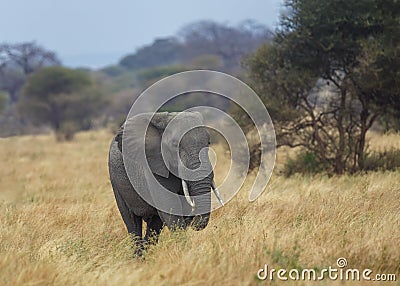 Elephant Elephantidae standing in the grass Stock Photo