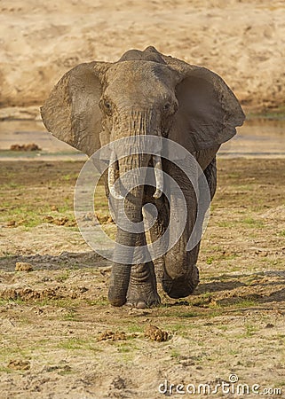 Elephant Elephantidae walking towards the viewer Stock Photo