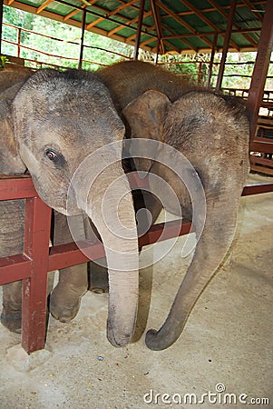 Elephant Editorial Stock Photo