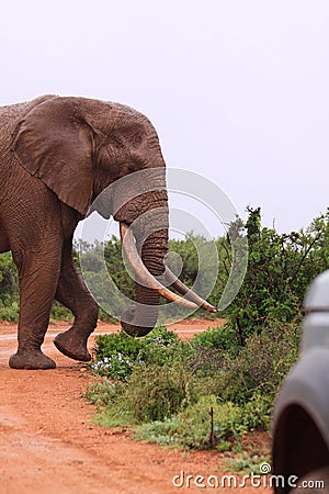 Wild elephant encounter on a safari game drive Stock Photo