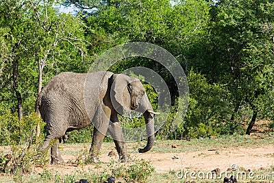 Elephant walking on a forest pathway past dense bushes and trees. Stock Photo