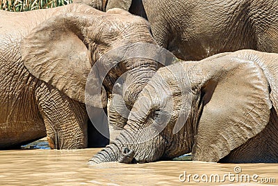 Elephant in ethosa national park Stock Photo