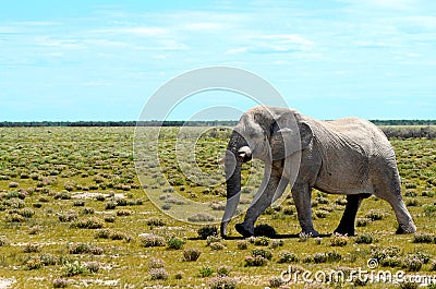 Elephant in Etosha Stock Photo