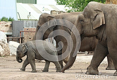 Elephant family Stock Photo