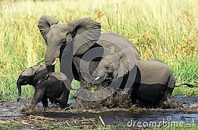 Elephant family Stock Photo