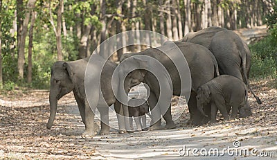 Elephant Family crossing the main road Stock Photo