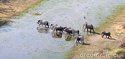 Elephant family crossing water in the Okavango delta Botswana Stock Photo