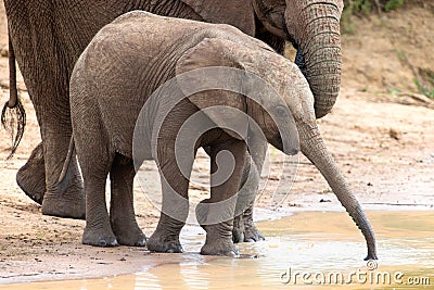 Elephant family drinking water to quench their thirst on very ho Stock Photo