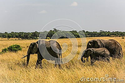 Elephant family on open area on african sawanna Stock Photo