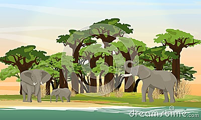 Elephant Family is walking on the African savannah. Baobab grove on the lake. Wildlife of Africa. Vector Illustration