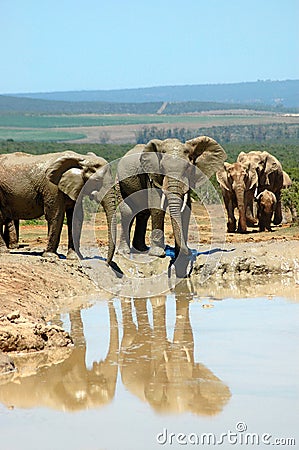 Elephant family at water hole Stock Photo